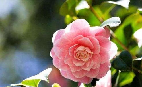 娱乐吃瓜酱山茶花